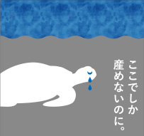 ウミガメの泣いている写真