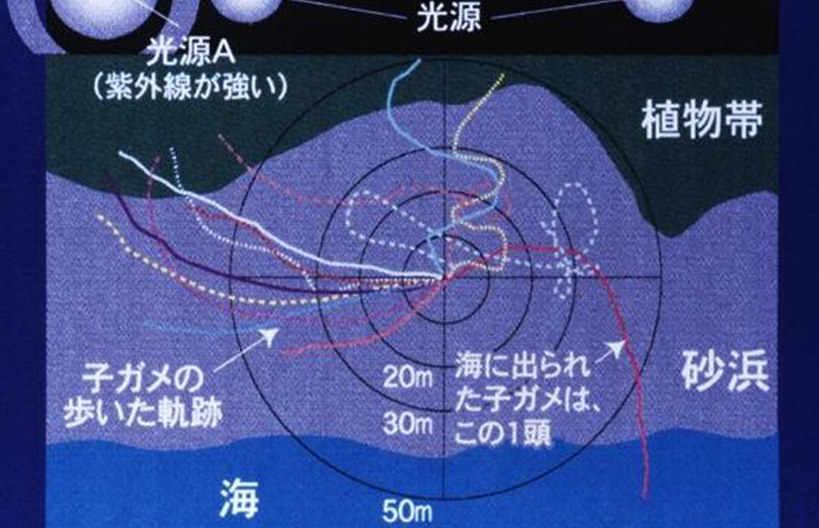 実験の画像