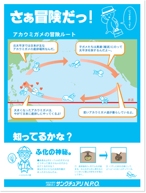 太平洋を回遊するアカウミガメ