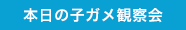 本日の子ガメ観察会