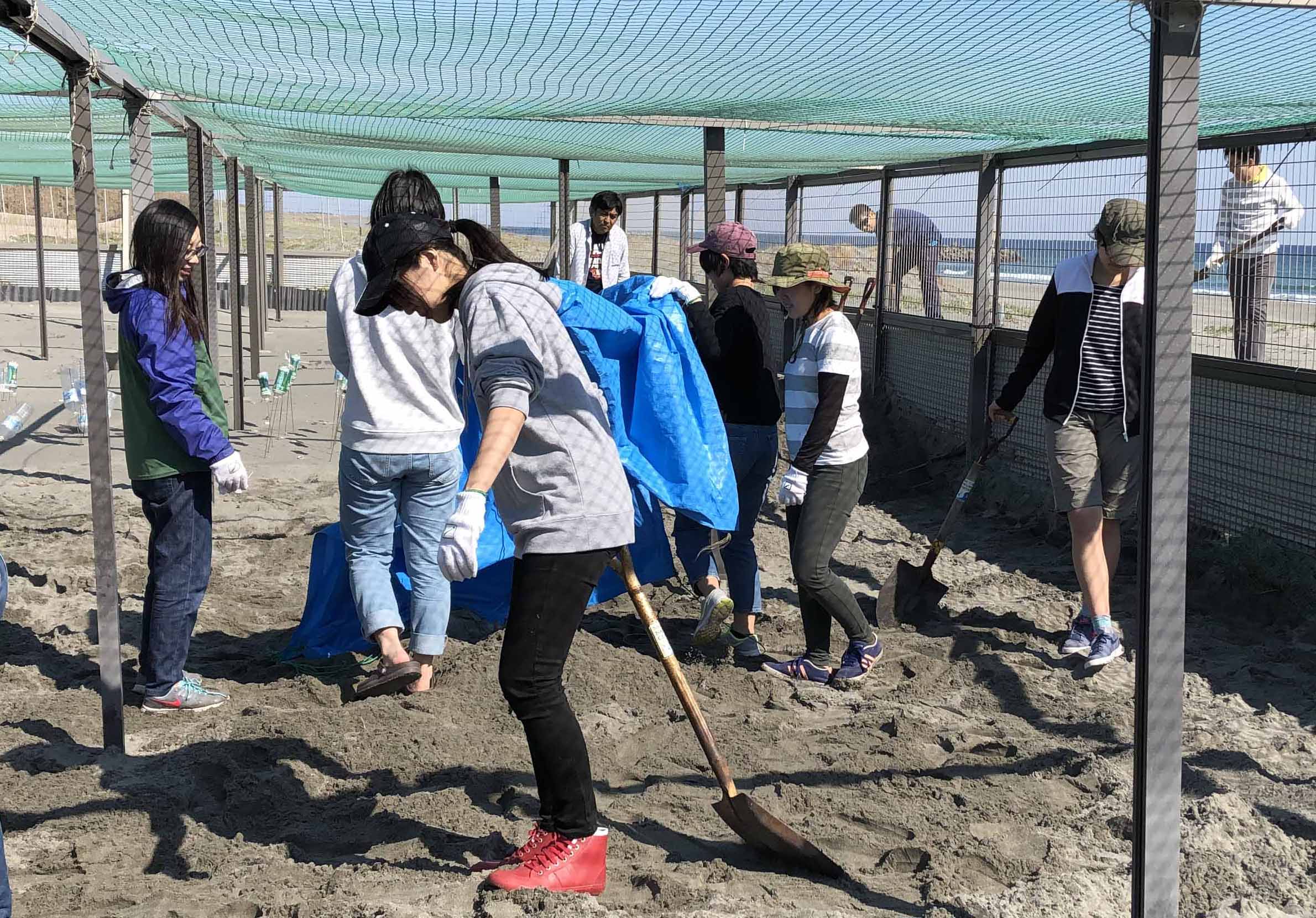 ウミガメの卵の保護柵整備