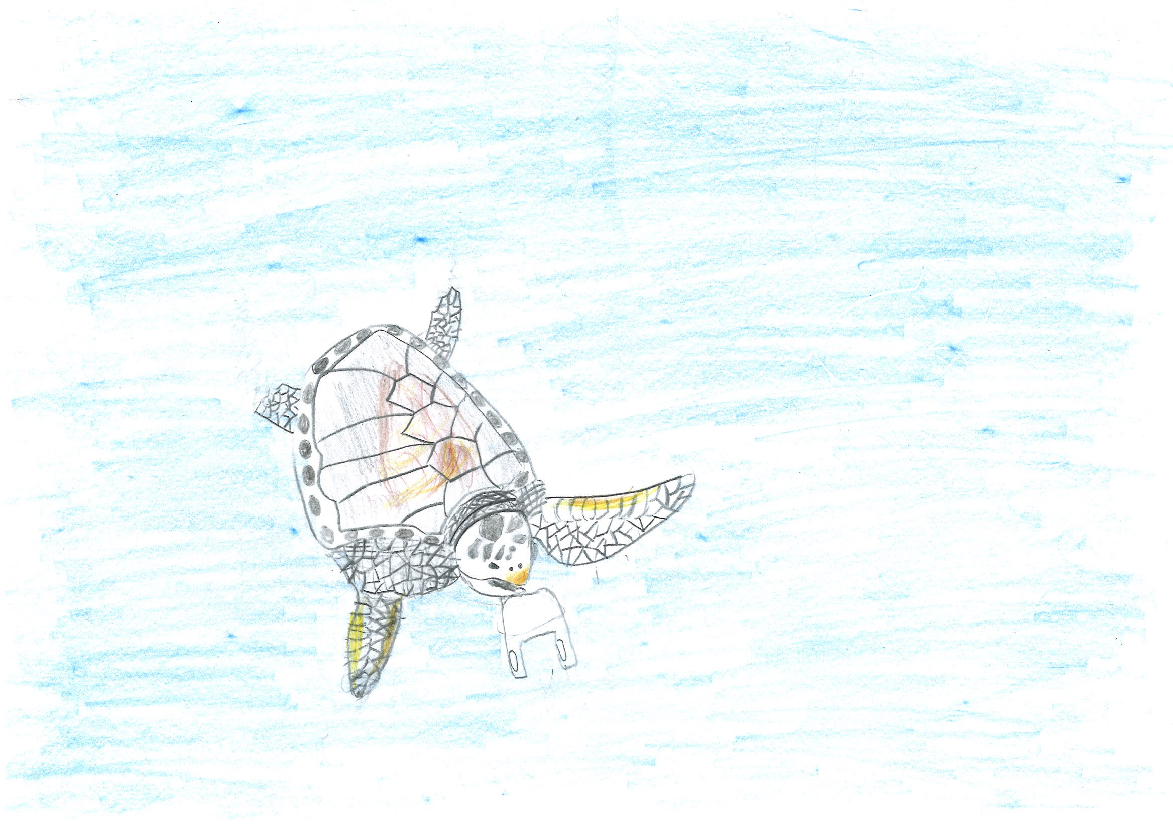 イラストのご応募ありがとうございました 活動報告 サンクチュアリ エヌピーオー